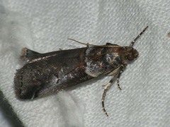 Acrobasis legatea