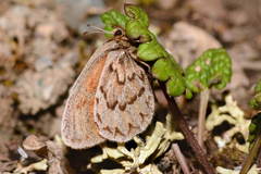 Erebia mongolica