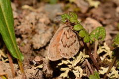Erebia mongolica