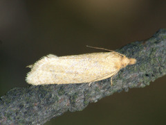 Clepsis senecionana