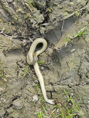Enhydris enhydris
