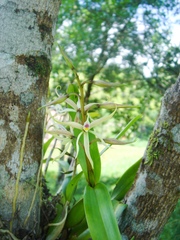 Prosthechea bulbosa