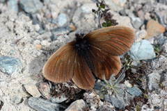 Erebia mongolica