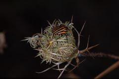 Graphosoma lineatum siciliensis