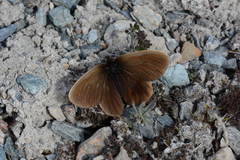 Erebia mongolica