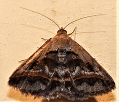 Acantholipes
