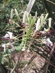 Tarenaya longicarpa