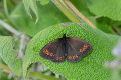 Erebia mopsos