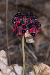 Paeonia mascula