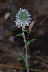 Echinops siculus