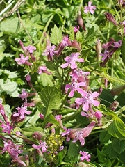 Silene aegyptiaca