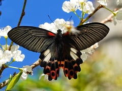 Papilio thaiwanus