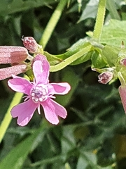 Silene aegyptiaca