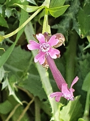 Silene aegyptiaca