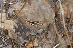 Chorthippus brunneus