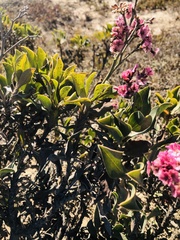Limonium peregrinum