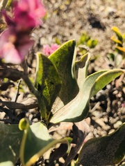 Limonium peregrinum