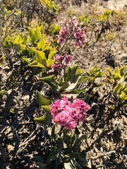 Limonium peregrinum