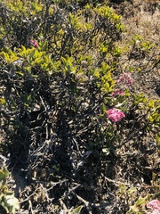 Limonium peregrinum