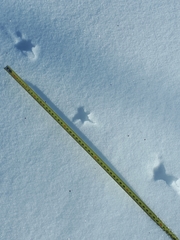 Perdix perdix