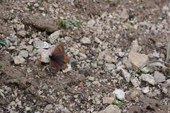 Erebia mopsos