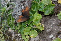 Erebia mopsos