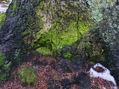 Desmococcus olivaceus