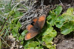 Erebia mopsos