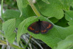 Erebia mopsos
