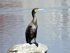 Phalacrocorax carbo