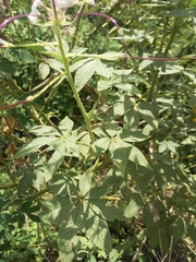 Tarenaya longicarpa