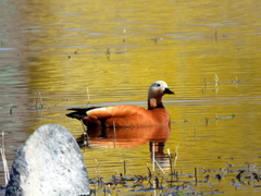 Tadorna ferruginea