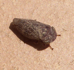 Deltocephalinae