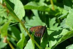 Erebia mopsos