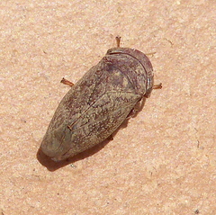 Deltocephalinae