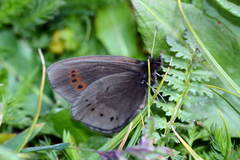 Erebia mopsos