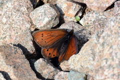 Erebia mopsos
