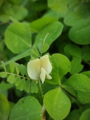 Vicia hybrida