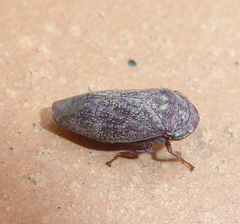Deltocephalinae