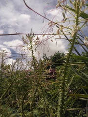 Tarenaya longicarpa