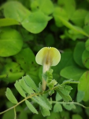 Vicia hybrida
