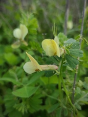 Vicia hybrida