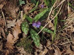 Pulmonaria hirta