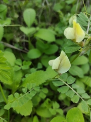 Vicia hybrida