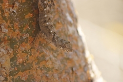 Anolis serranoi