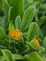 Anthyllis circinnata