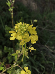 Rhamphospermum arvense