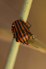 Graphosoma lineatum siciliensis