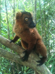 Varecia rubra