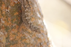 Anolis serranoi